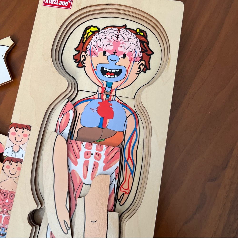 Kids Anatomy Wooden Puzzle Toy - Picture 6 of 7